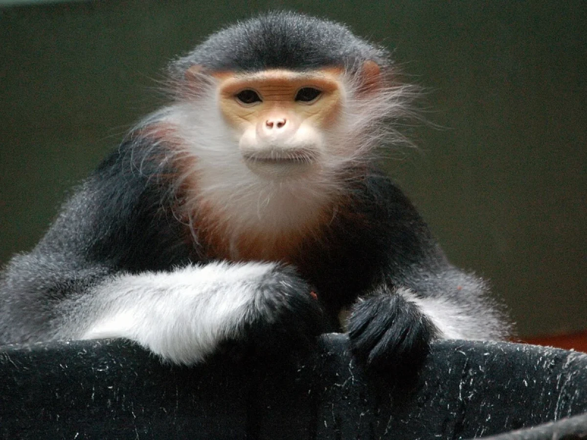 Red-shanked Douc Langur at the zoo