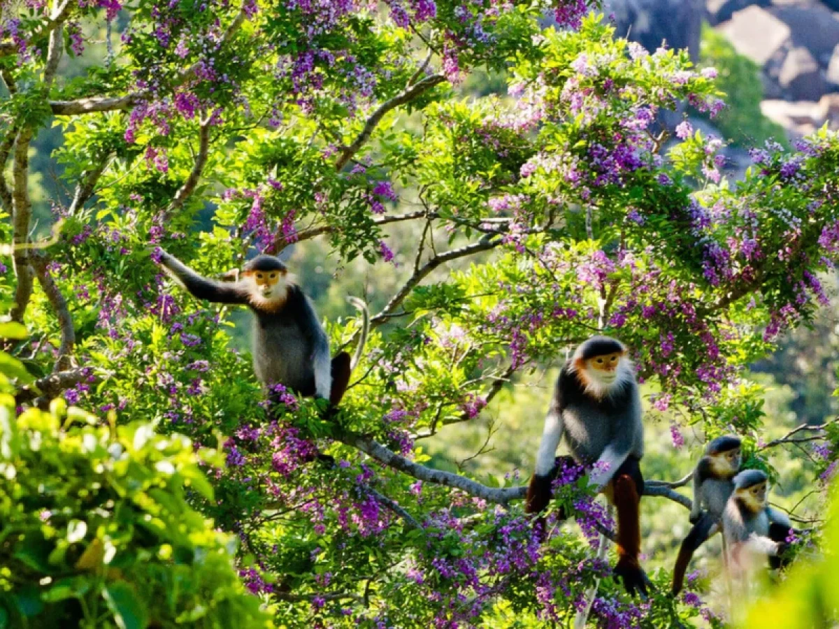Explore the Red-shanked Douc Langur Kingdom