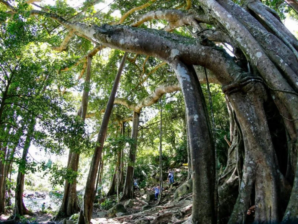Captivating the thousand-year-old banyan tree